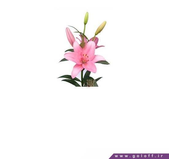 گل فروشی اینترنتی - گل لیلیوم ترمولی - Lilium | گل آف